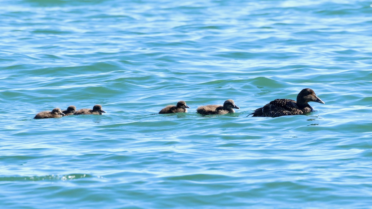 Common Eider - ML620494722