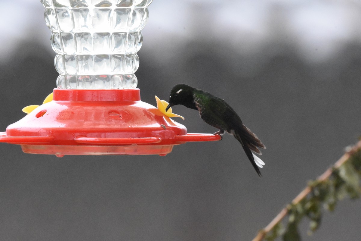 Colibri de Benjamin - ML620494723