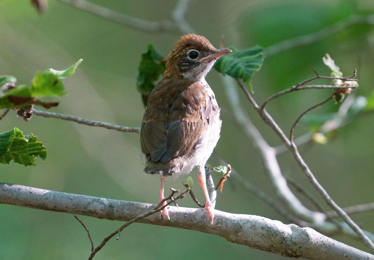 Wood Thrush - ML620494725