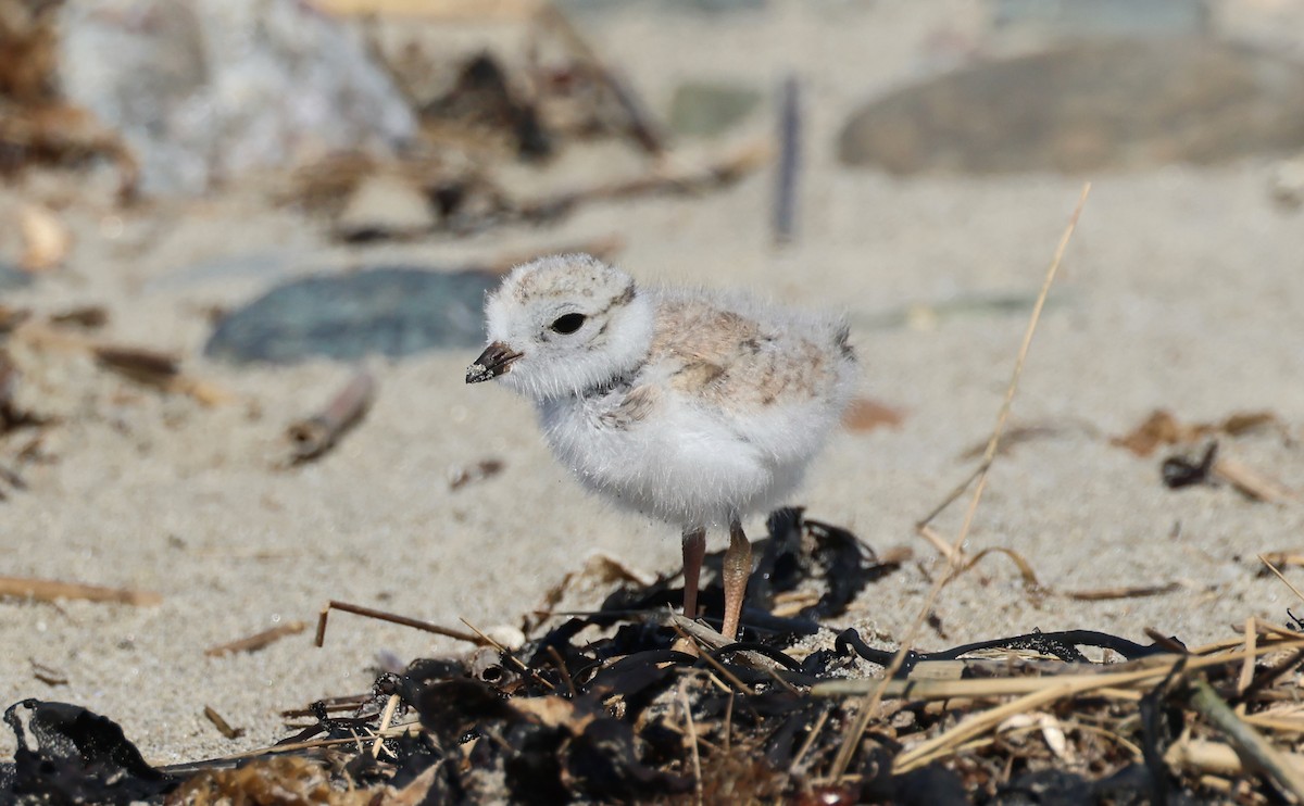 Piping Plover - ML620494726