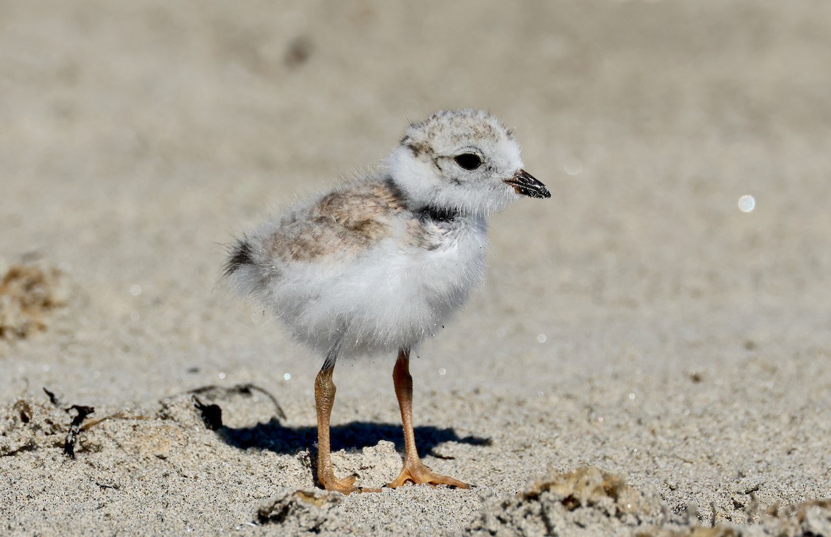 Piping Plover - ML620494727