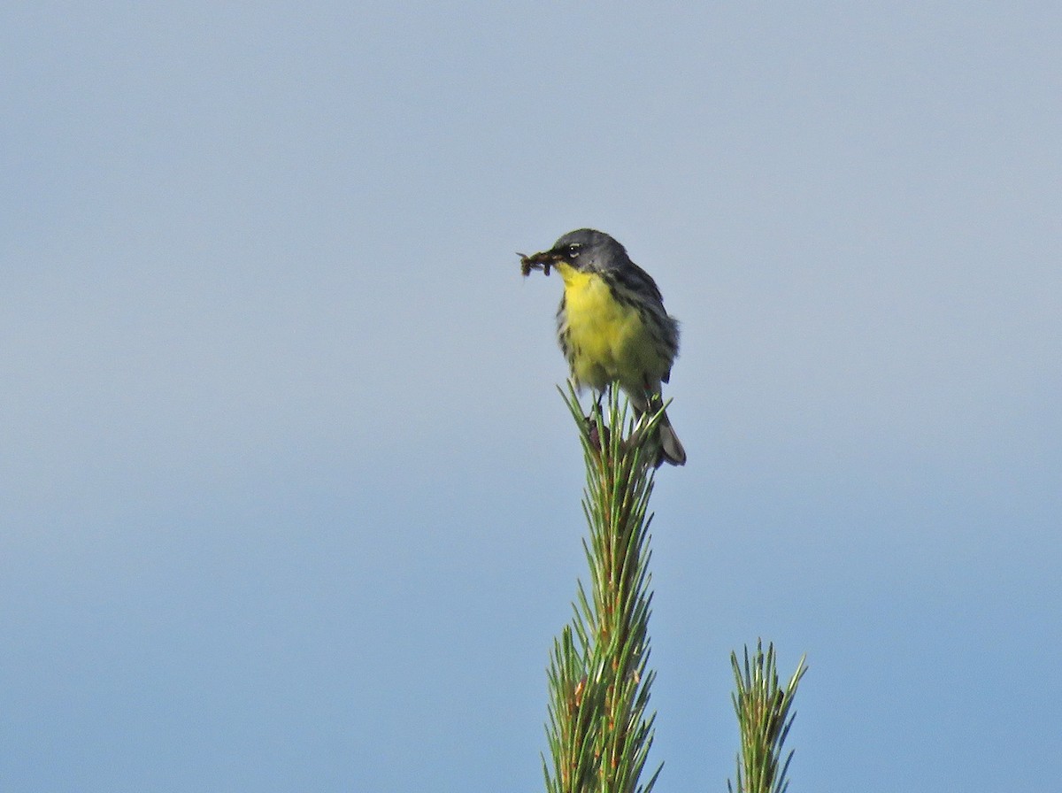 Kirtland's Warbler - Thomas Schultz