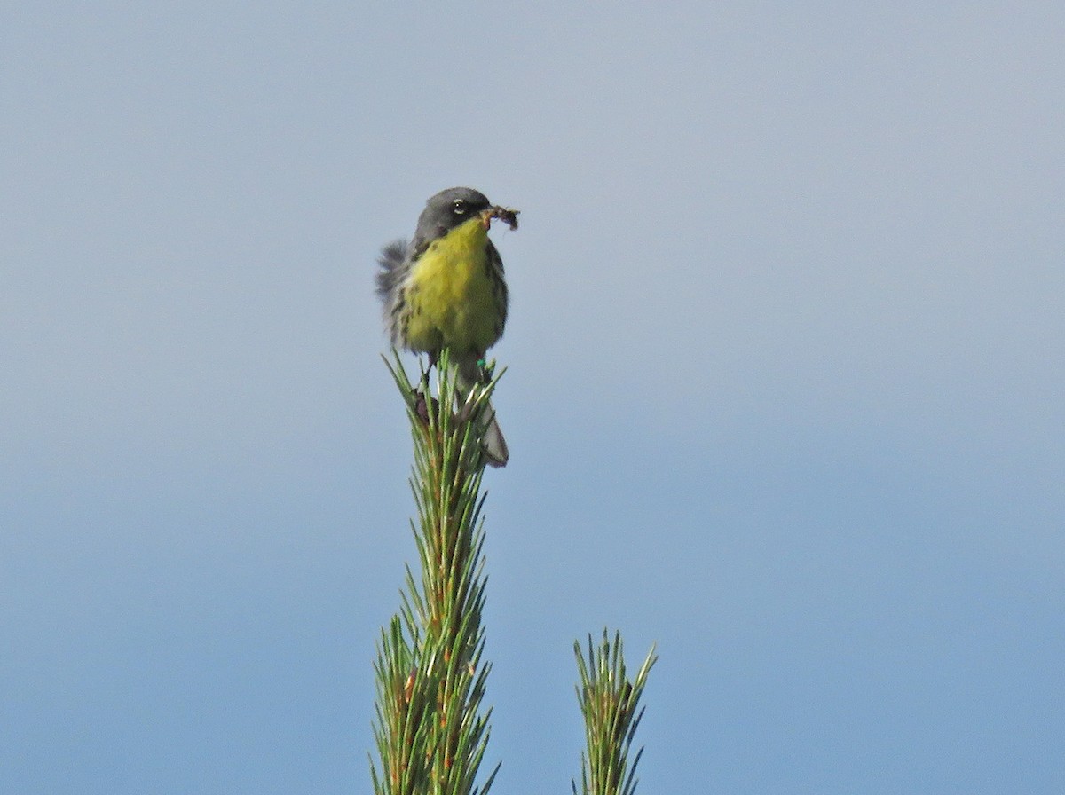 Kirtland's Warbler - ML620494730