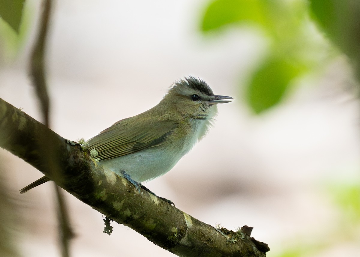 Red-eyed Vireo - ML620494731