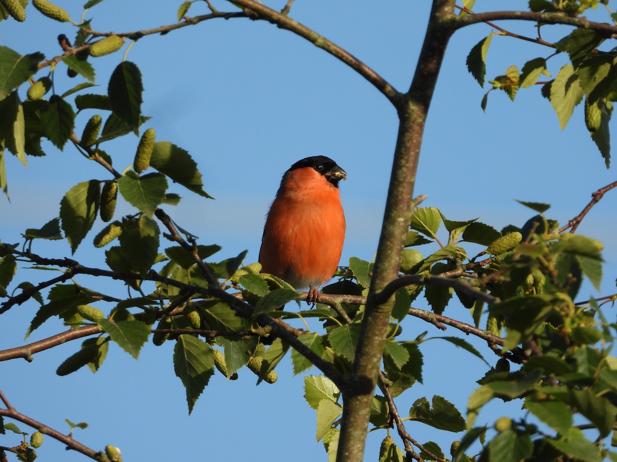 Eurasian Bullfinch - ML620494736