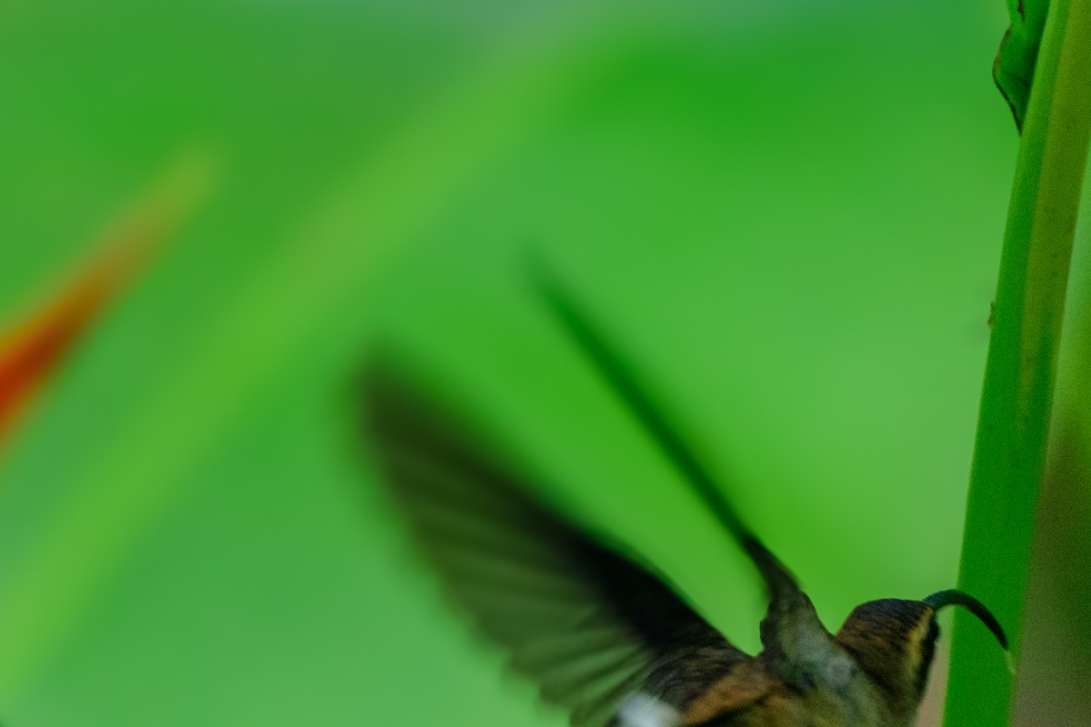 Long-billed Hermit - ML620494739