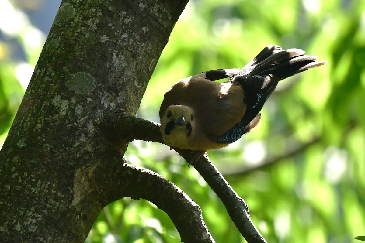 Eurasian Jay - ML620494741