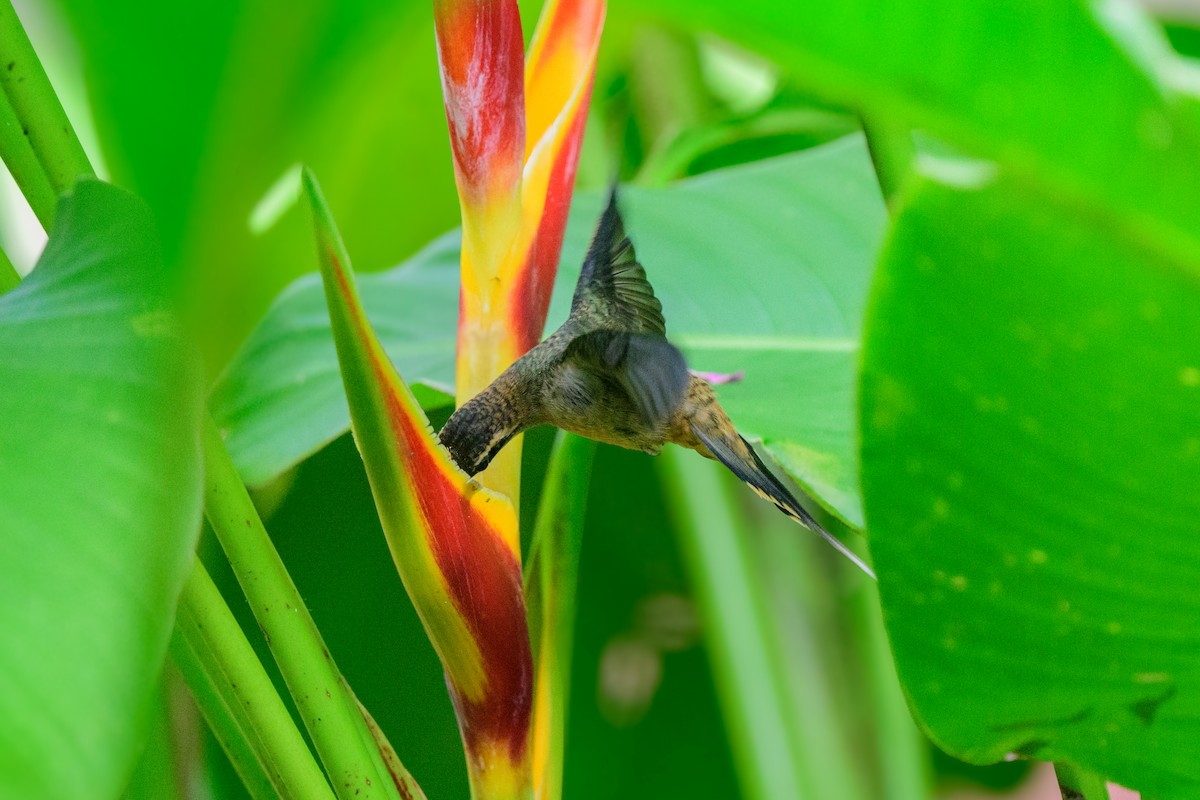 Длинноклювый колибри-отшельник - ML620494742
