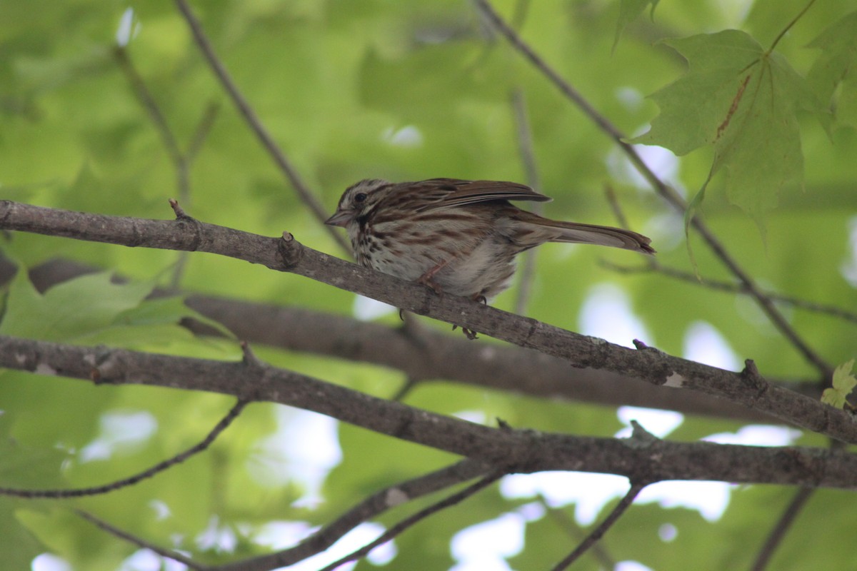 Song Sparrow - Mathieu Briand