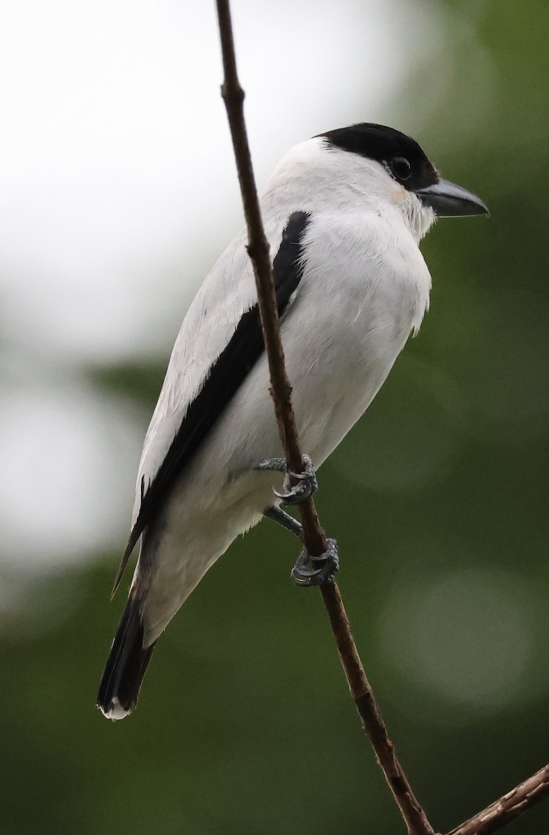 Black-crowned Tityra - ML620494746