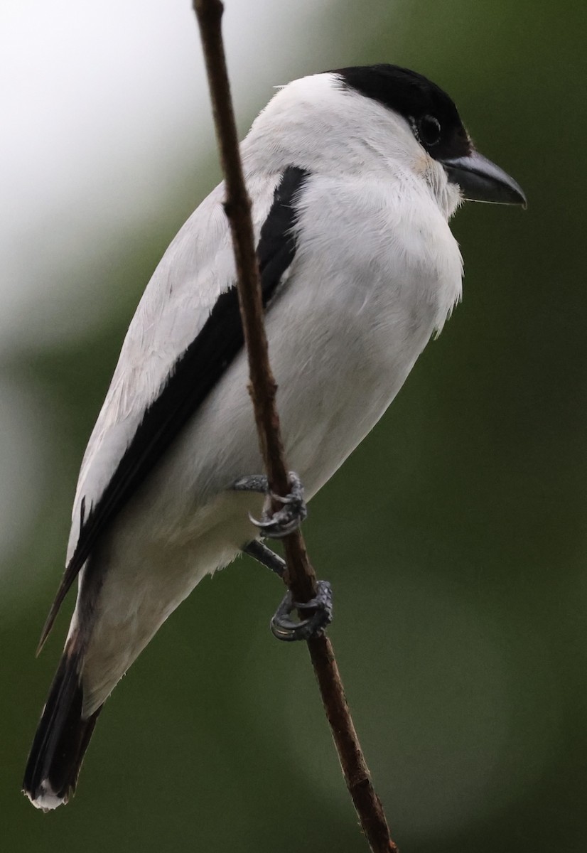 Black-crowned Tityra - ML620494748