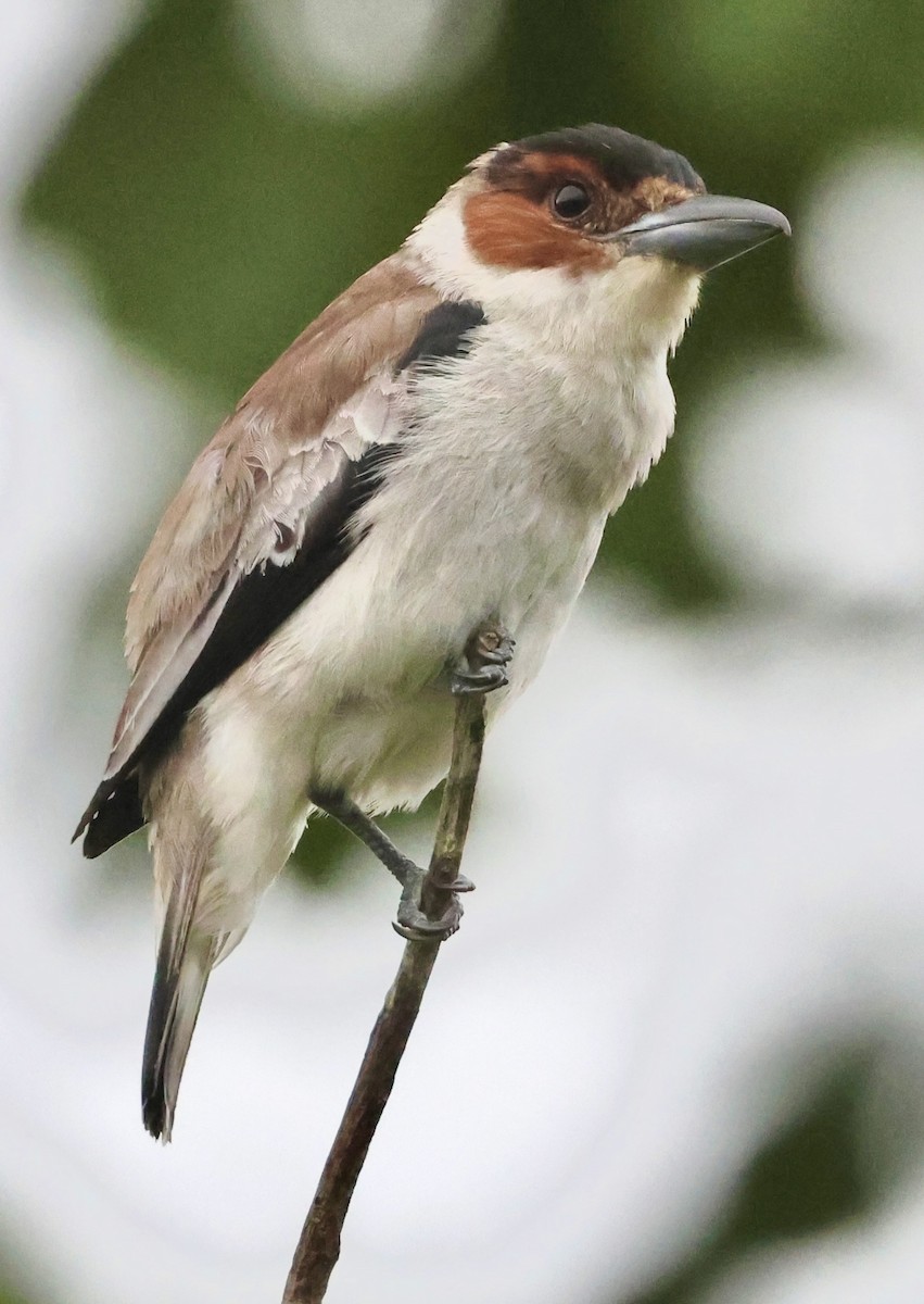 Black-crowned Tityra - ML620494749