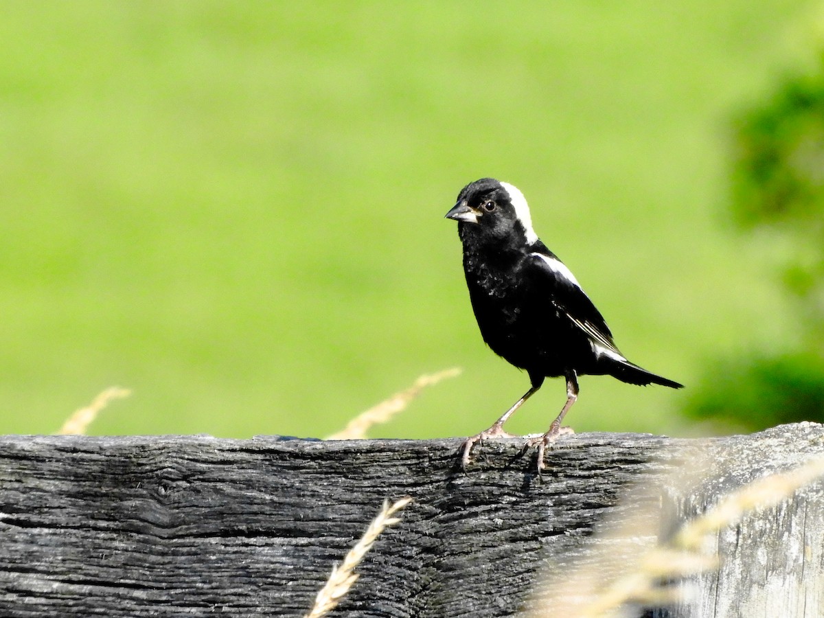 Bobolink - ML620494751