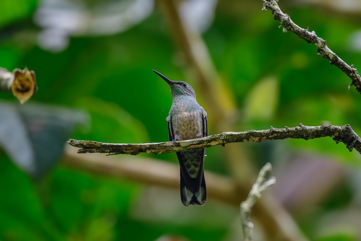 kolibřík skvrnitoprsý - ML620494752