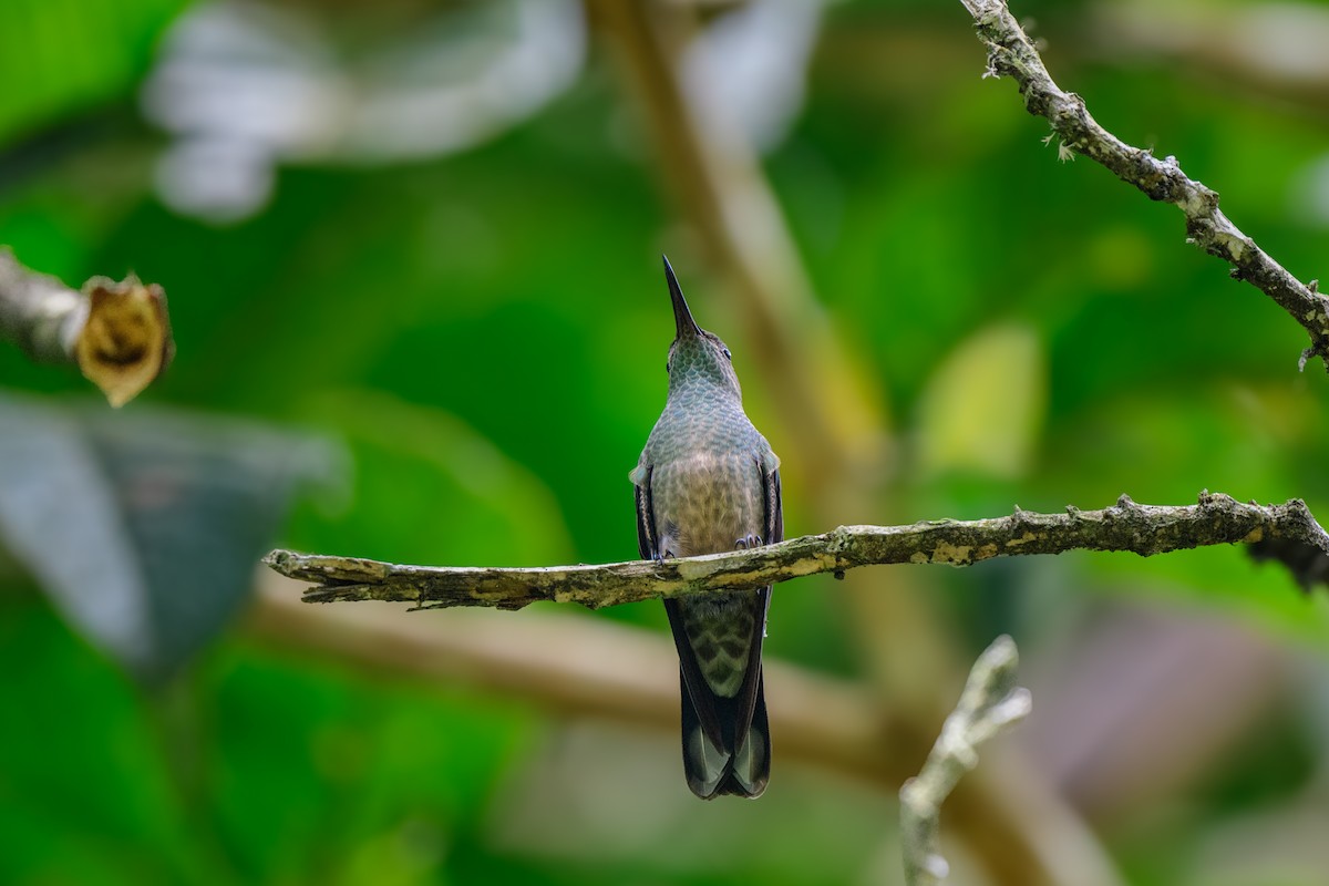 kolibřík skvrnitoprsý - ML620494753