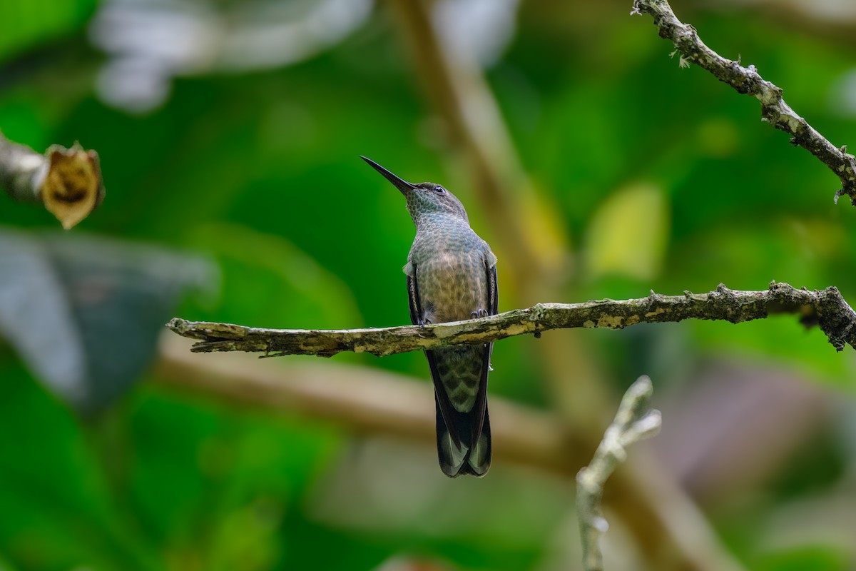 kolibřík skvrnitoprsý - ML620494754
