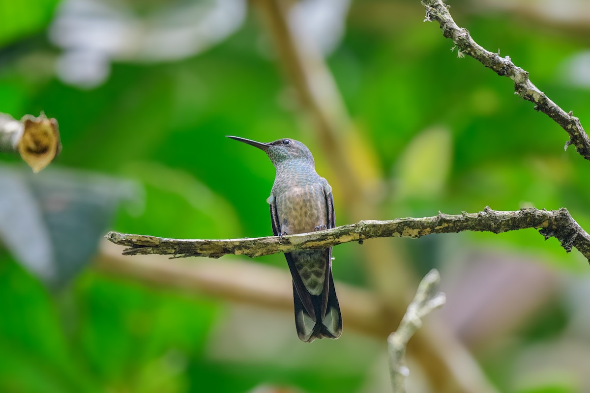 Scaly-breasted Hummingbird - ML620494755