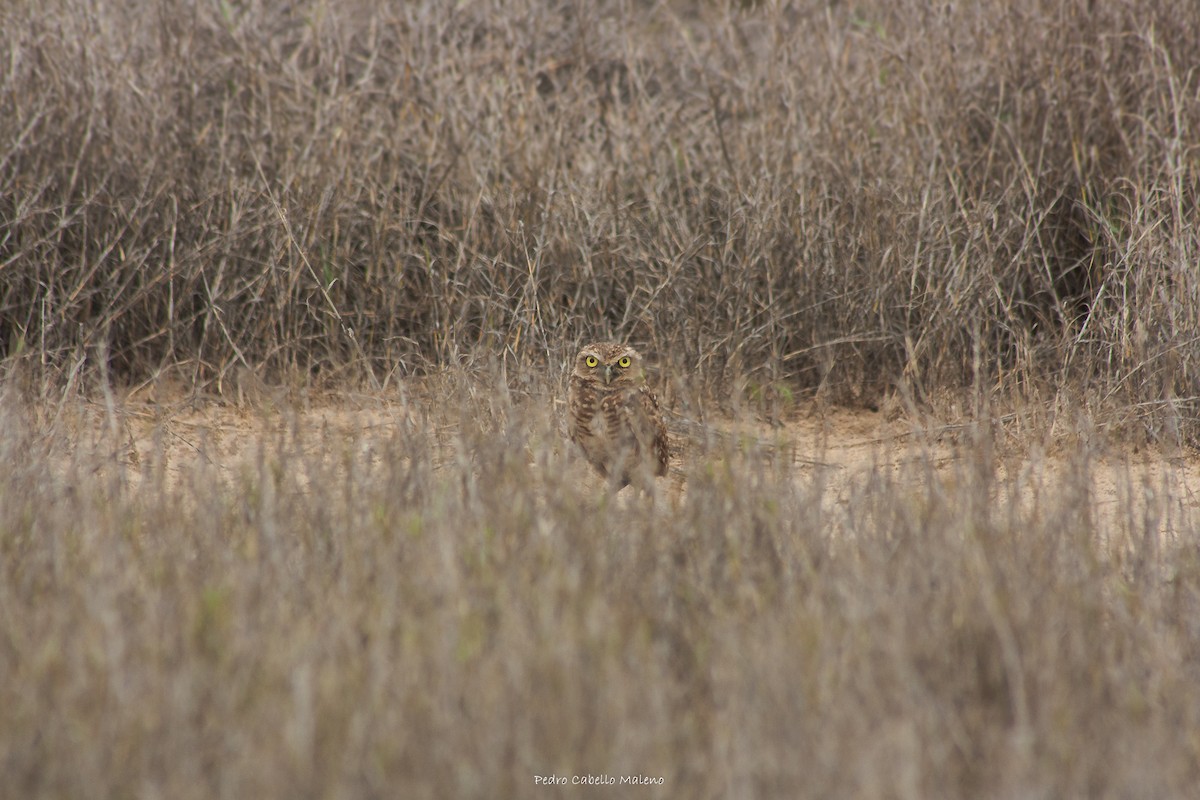 Burrowing Owl - ML620494757