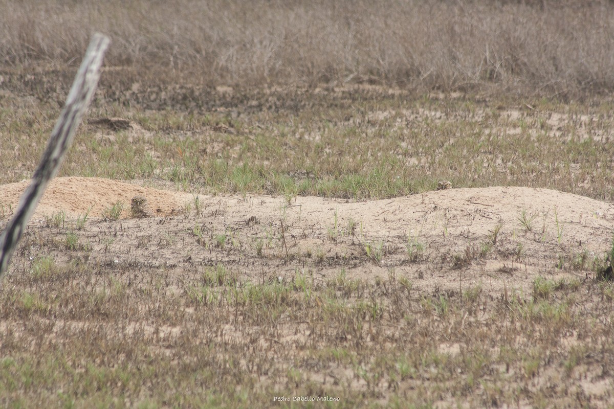 Burrowing Owl - ML620494758