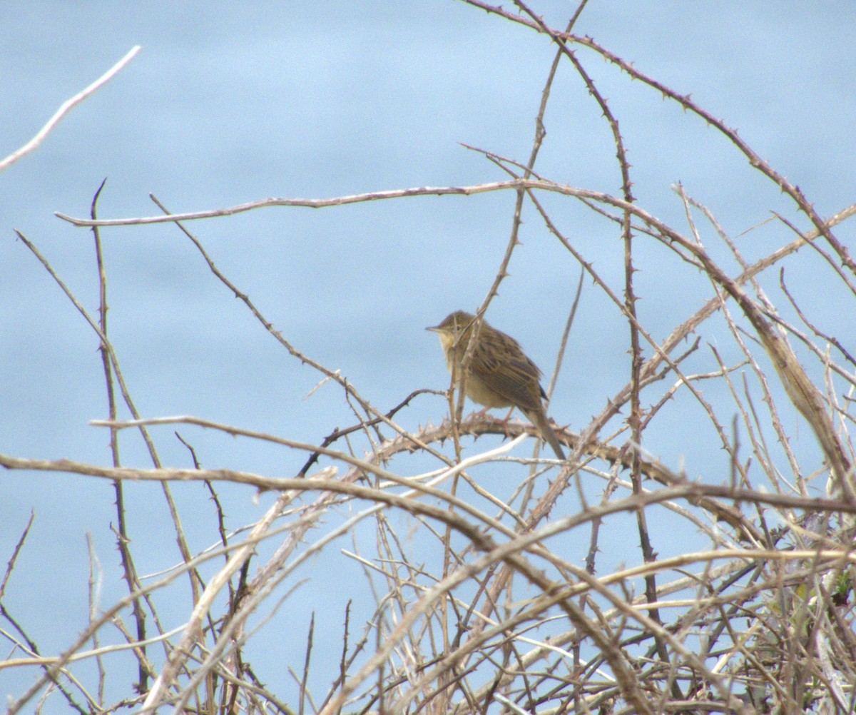 Common Grasshopper Warbler - Patri Piñón