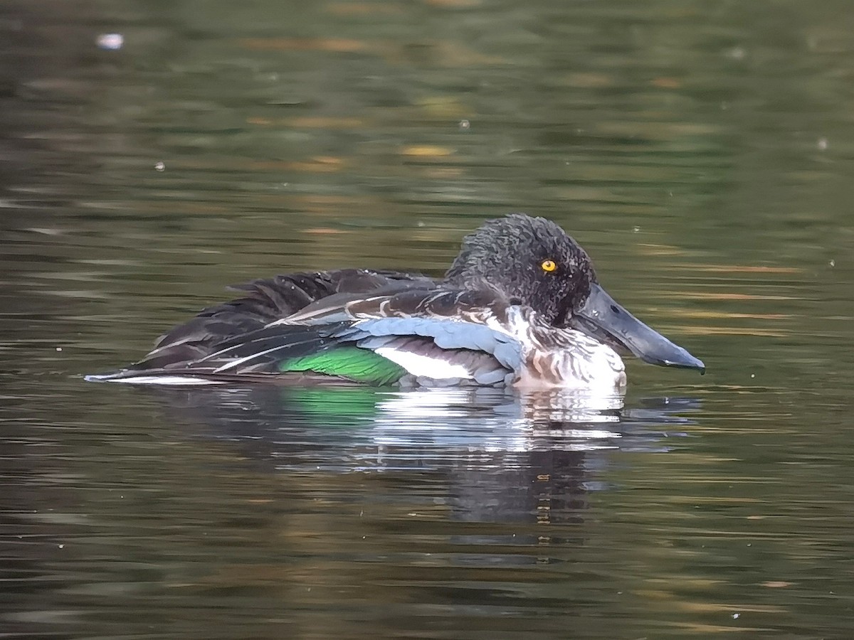 Northern Shoveler - ML620494764