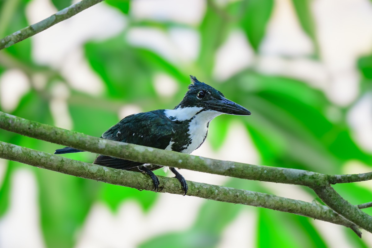 Amazon Kingfisher - ML620494766