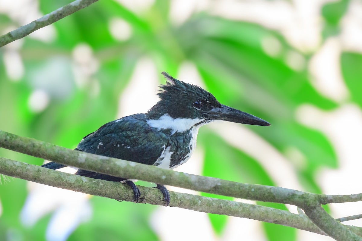 Martin-pêcheur d'Amazonie - ML620494769