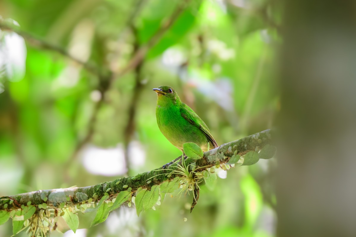 Green Honeycreeper - ML620494772