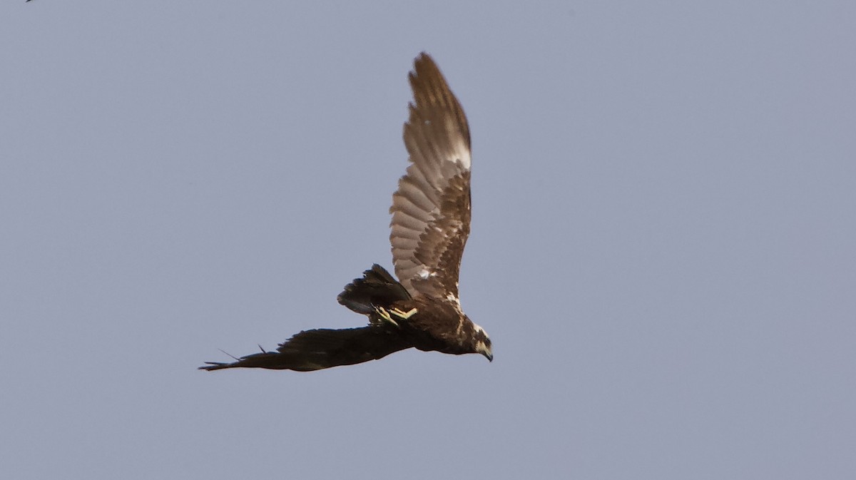 Western Marsh Harrier - ML620494776