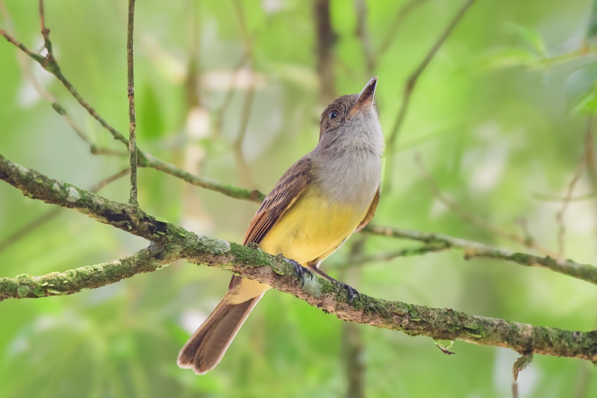 Dusky-capped Flycatcher - ML620494779