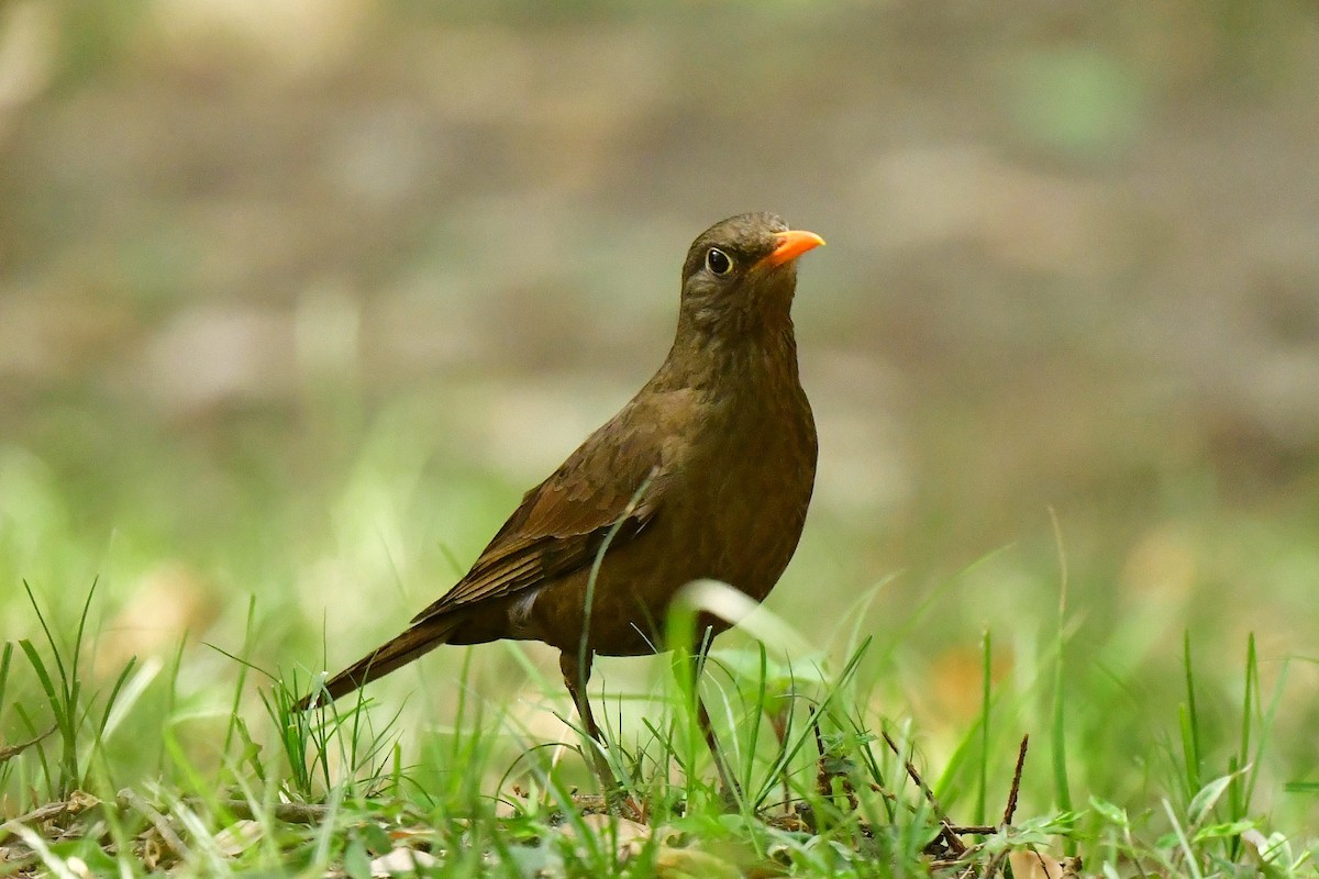 Gray-winged Blackbird - ML620494781