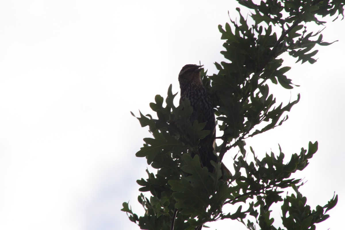 Red-winged Blackbird - ML620494783