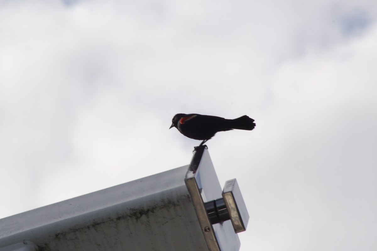 Red-winged Blackbird - ML620494784