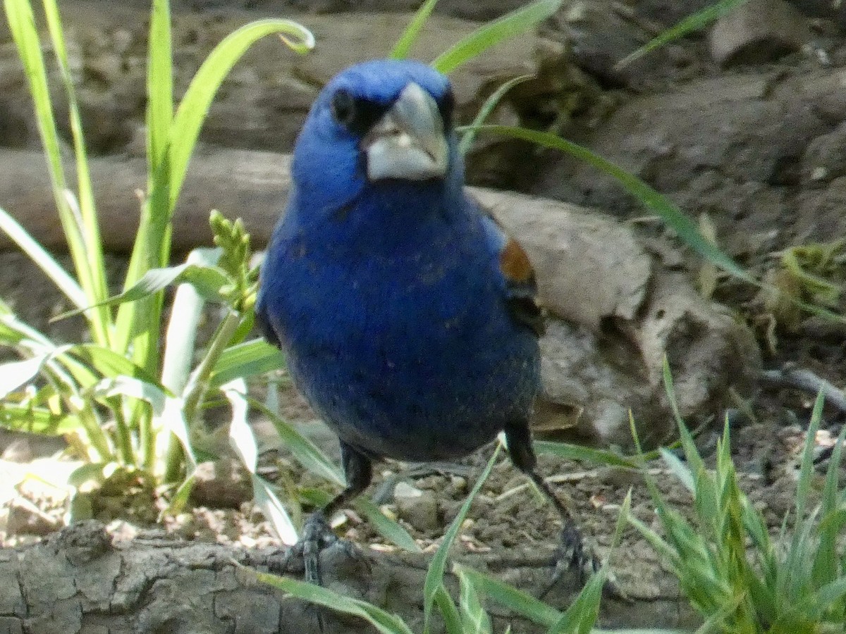 Blue Grosbeak - ML620494791