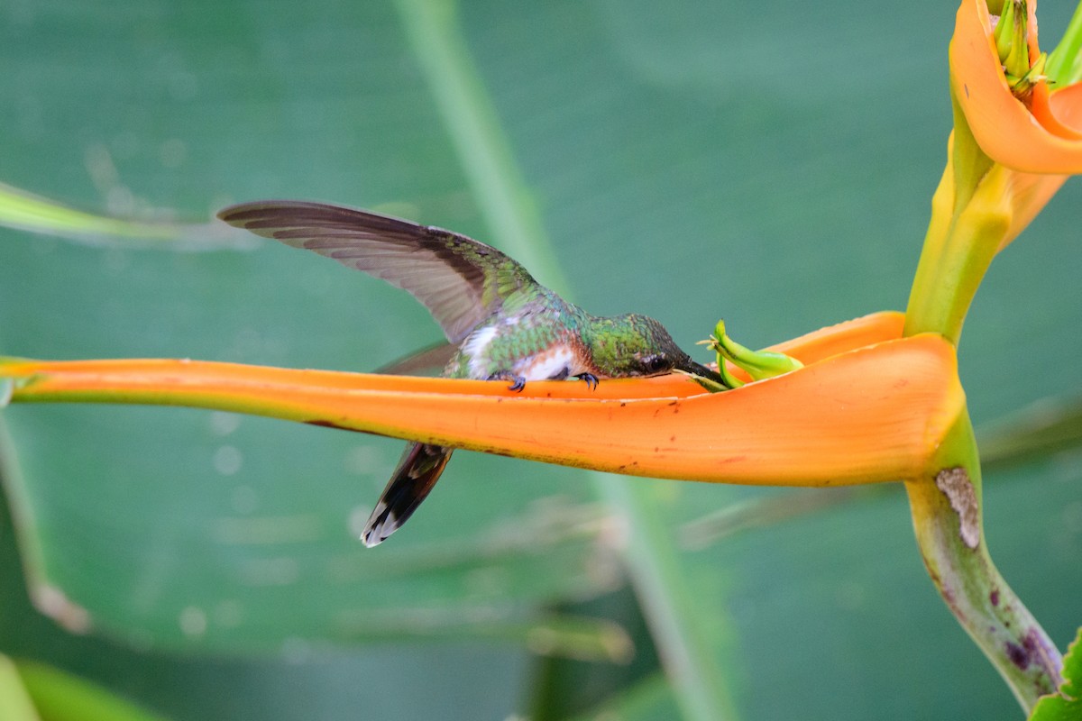 Grünbrust-Mangokolibri - ML620494792