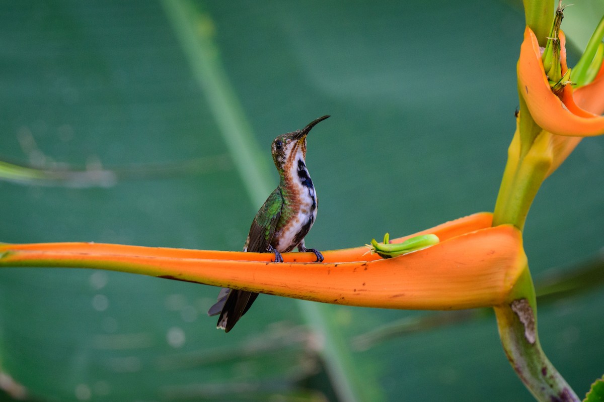 Green-breasted Mango - ML620494794