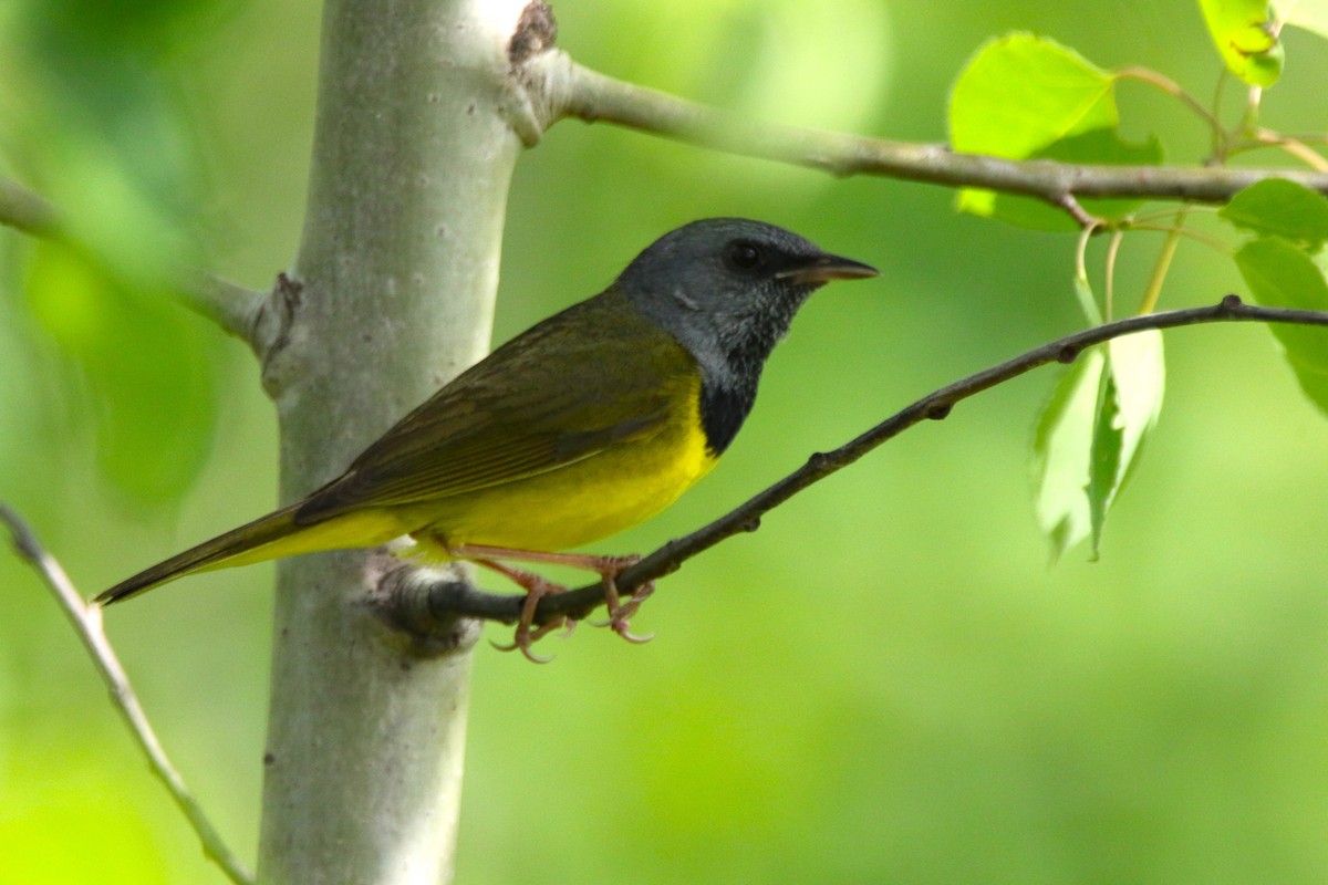 Mourning Warbler - Dylan Micallef