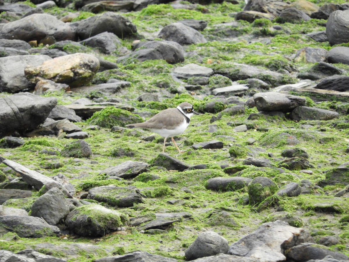 Little Ringed Plover - ML620494800