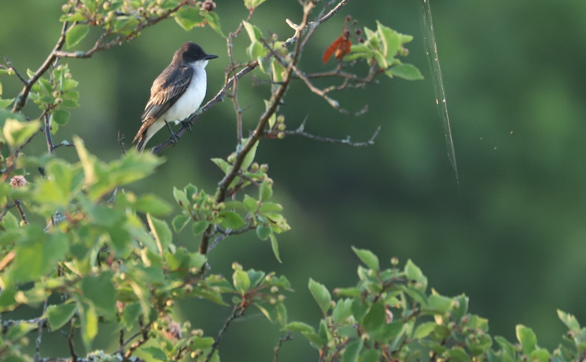 Eastern Kingbird - ML620494811