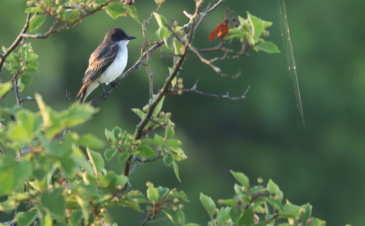 Eastern Kingbird - ML620494812