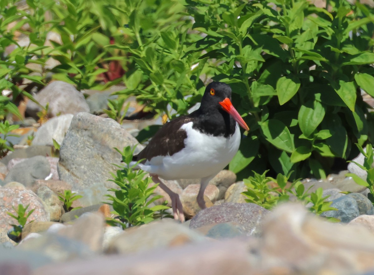 American Oystercatcher - ML620494813