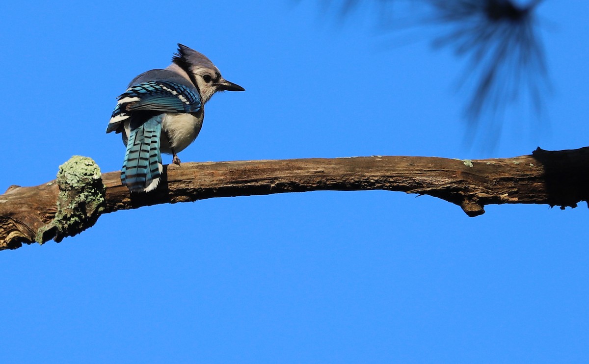 Blue Jay - ML620494814