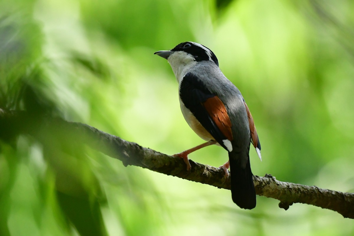 Vireo Alcaudón Cejiblanco (ripleyi) - ML620494815