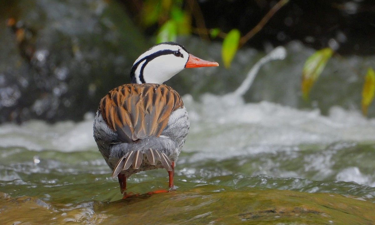 Torrent Duck - ML620494817