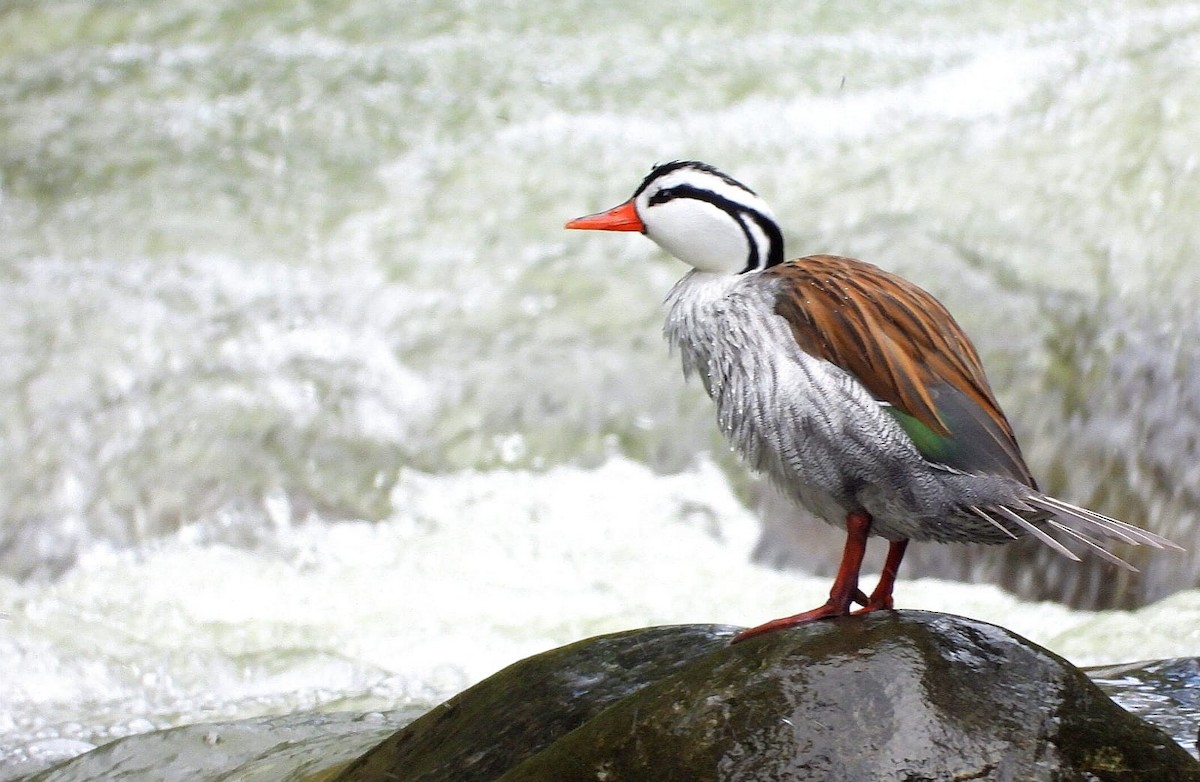 Pato Torrentero - ML620494818