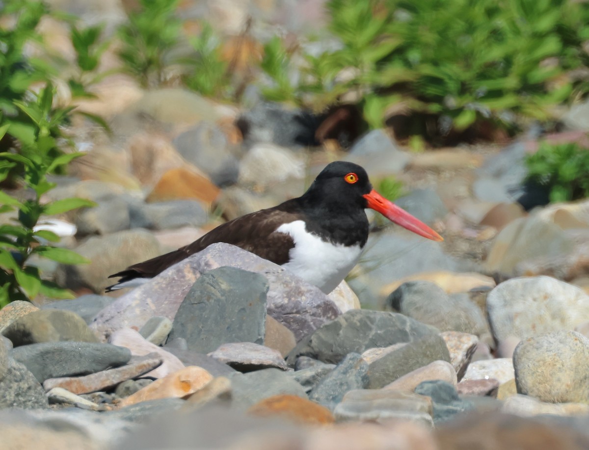 American Oystercatcher - ML620494823