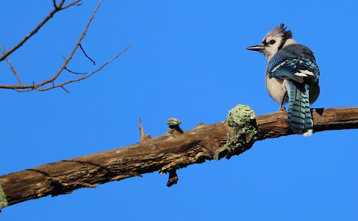 Blue Jay - ML620494824