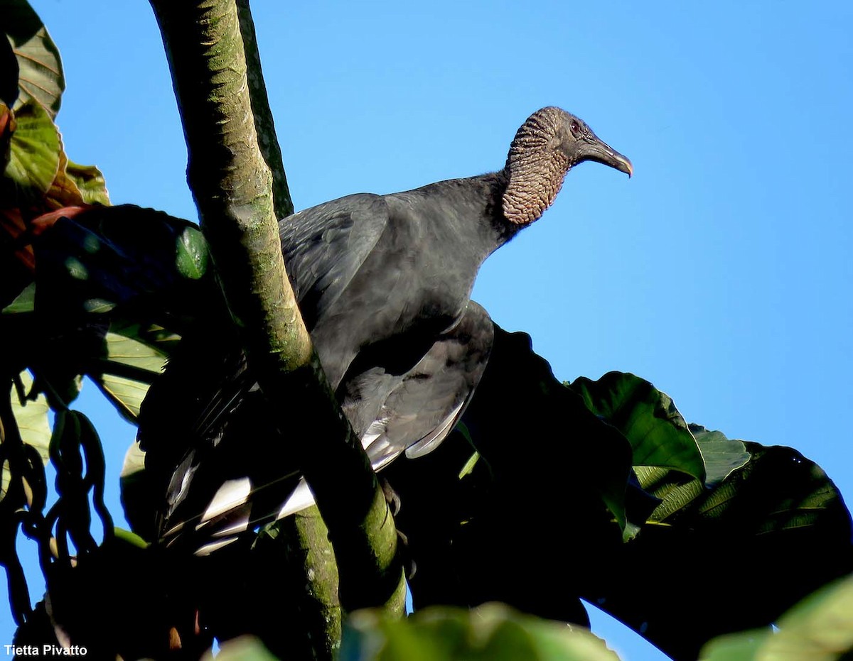 Black Vulture - Maria Antonietta Castro Pivatto