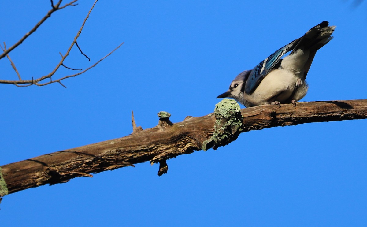 Blue Jay - ML620494828