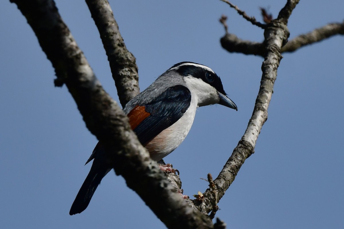 White-browed Shrike-Babbler (Himalayan) - ML620494830